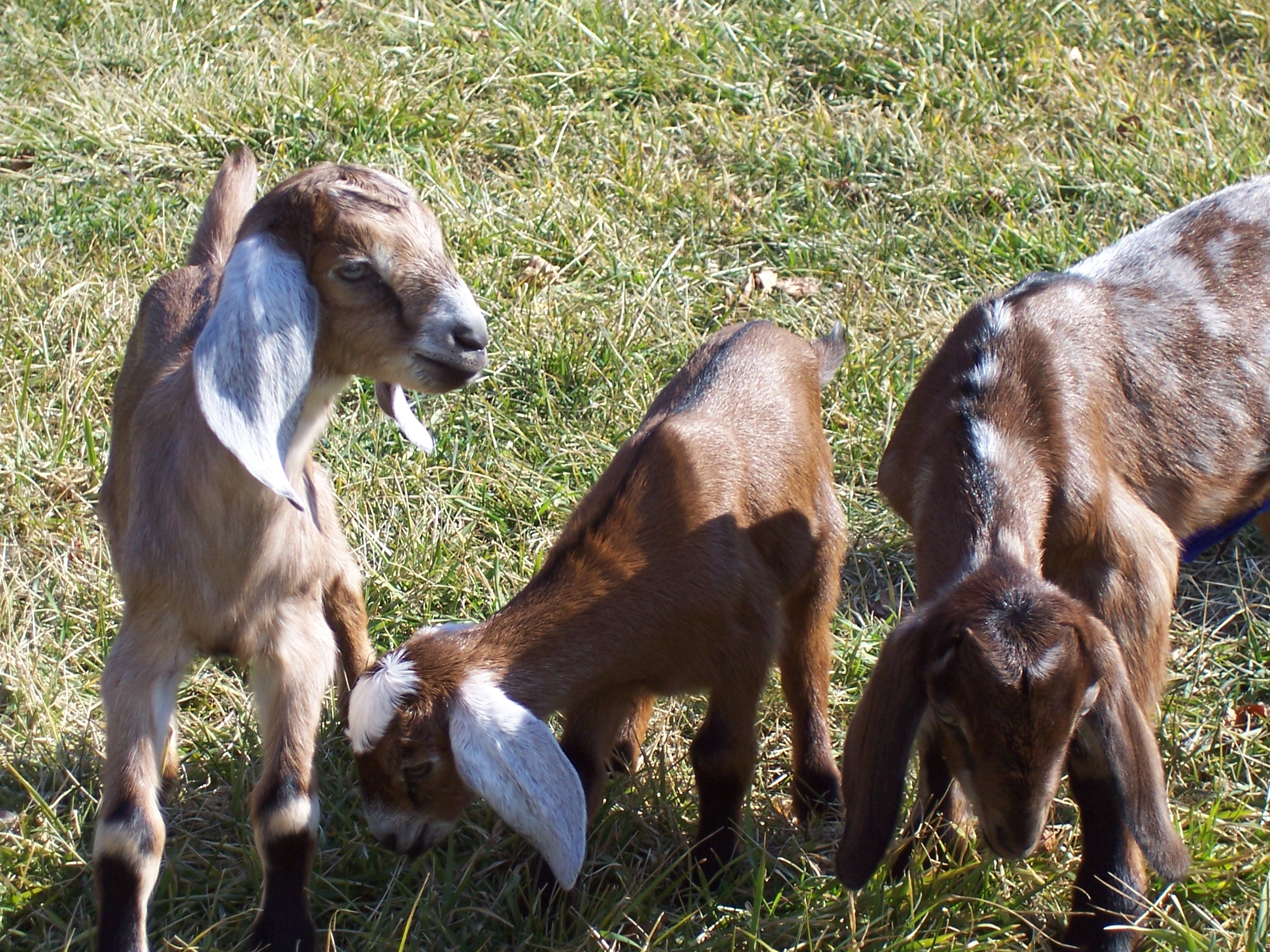 Briar Goats