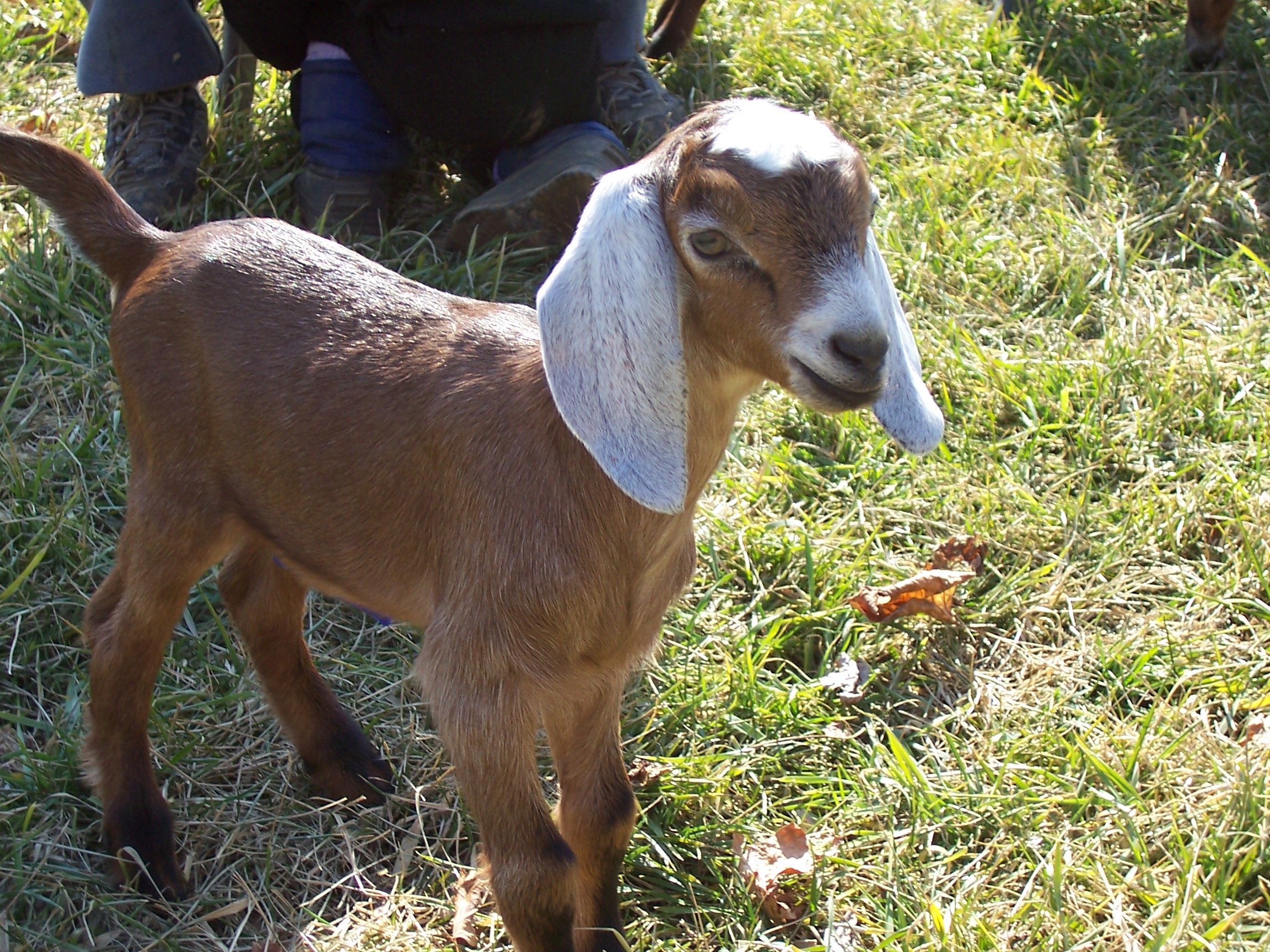 Goats for sale in missouri