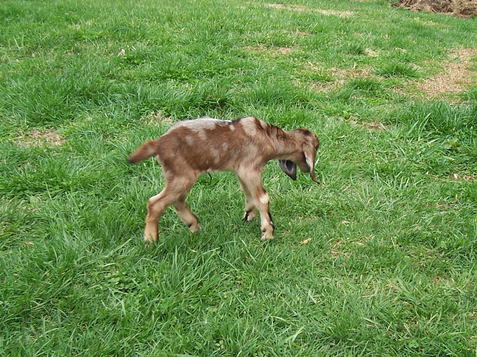 BRIAR MTN FARM NUBIAN DAIRY GOATS FOR SALE IN ROCKY MOUNT, VIRGINIA