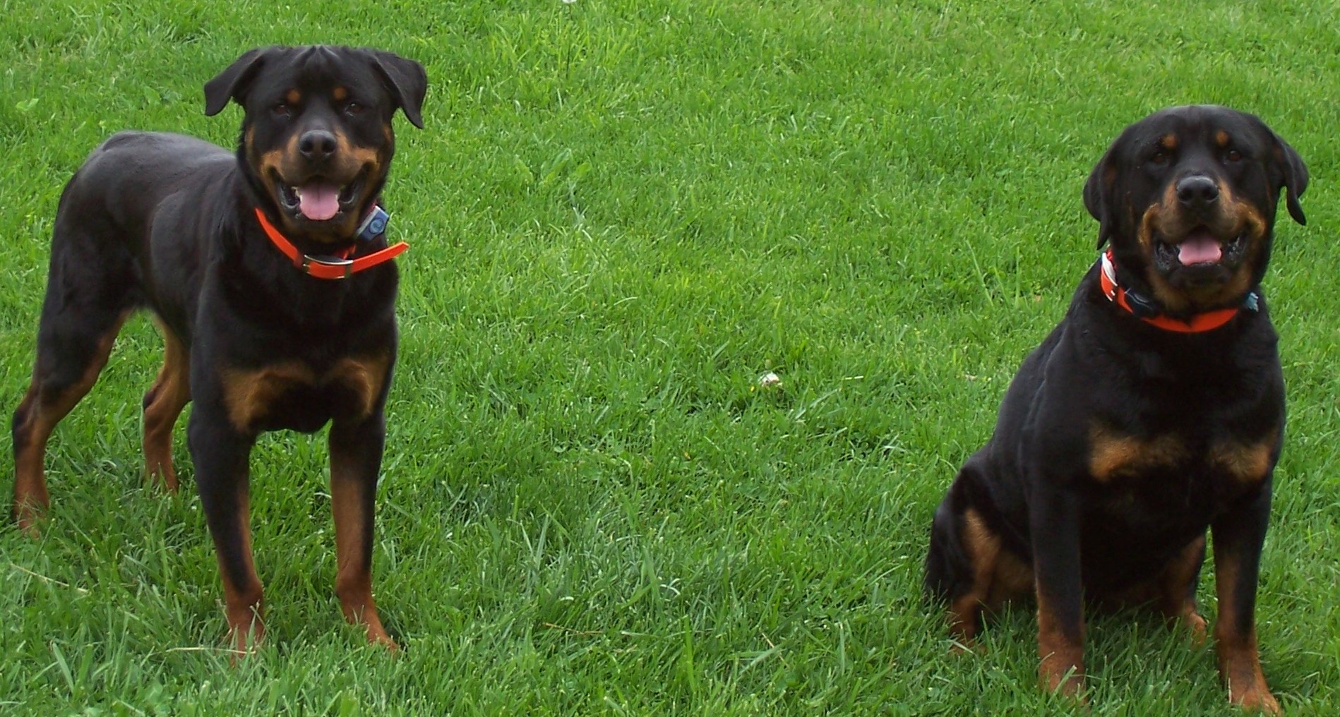 BRIAR MTN FARM NUBIAN DAIRY GOATS ROCKY MOUNT, VIRGINIA 5402630658